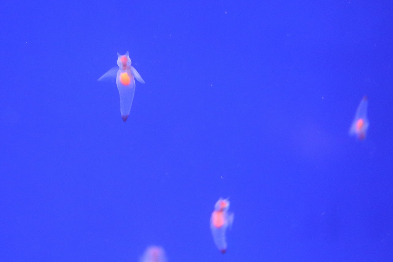 オホーツク流氷館でクリオネ見学 網走 北海道 の旅行記 ブログ By 東京おやじっちさん フォートラベル