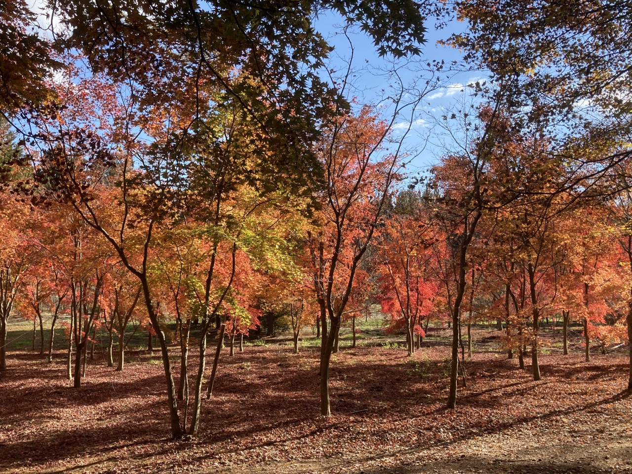 今年の紅葉はここ 福島 鷹巣農場 そして紅葉前線を南下 茨城 花園渓谷へ 白河 福島県 の旅行記 ブログ By 風待ちさん フォートラベル 今年の紅葉はここ 福島 鷹巣農場 そして紅葉前線を南下 茨城 花園渓谷へ 白河 福島県 の旅行記 ブログ By 風待ちさん フォートラベル