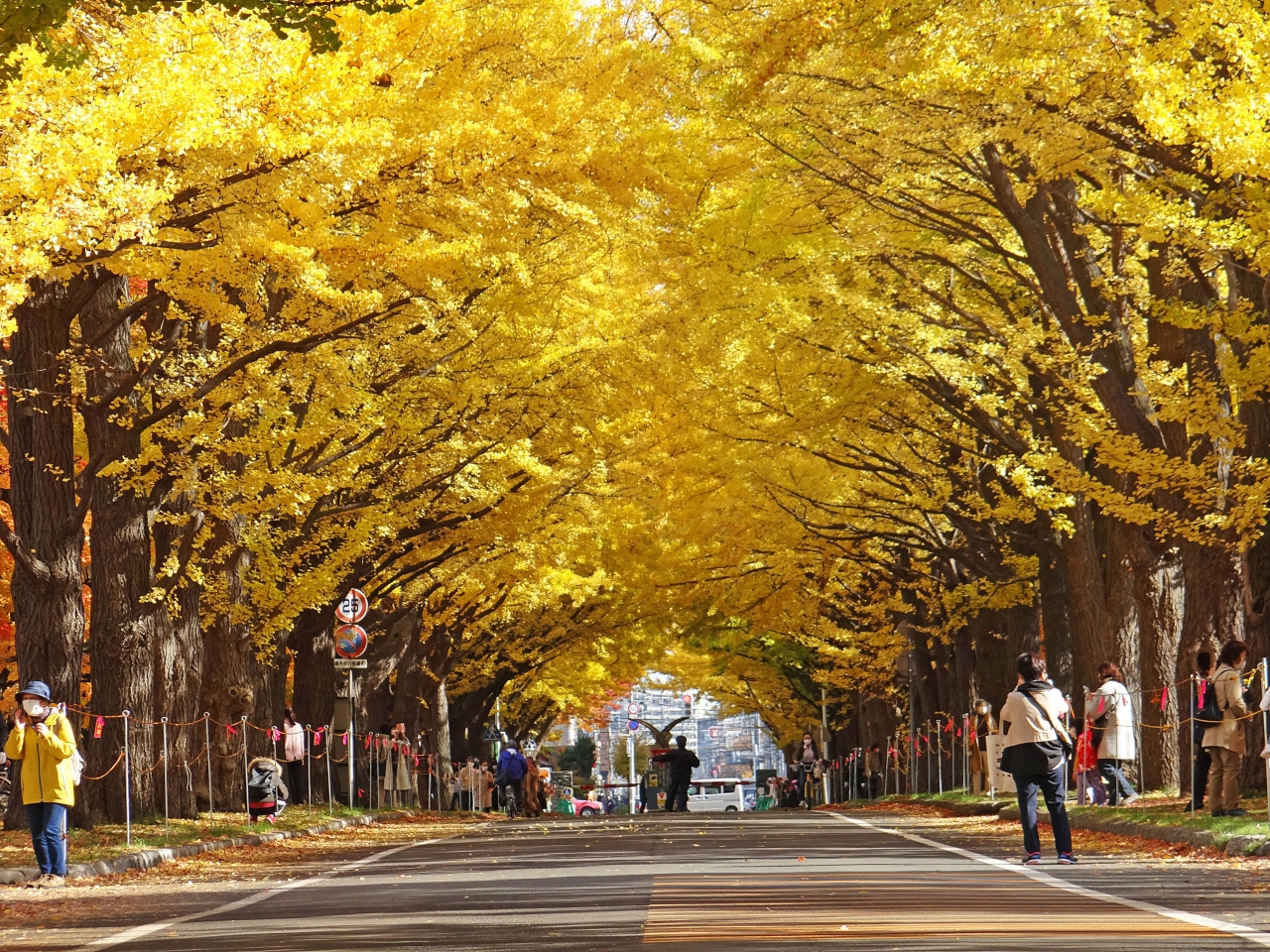 紅葉の札幌 北海道大学 21 札幌 北海道 の旅行記 ブログ By Bunbunさん フォートラベル