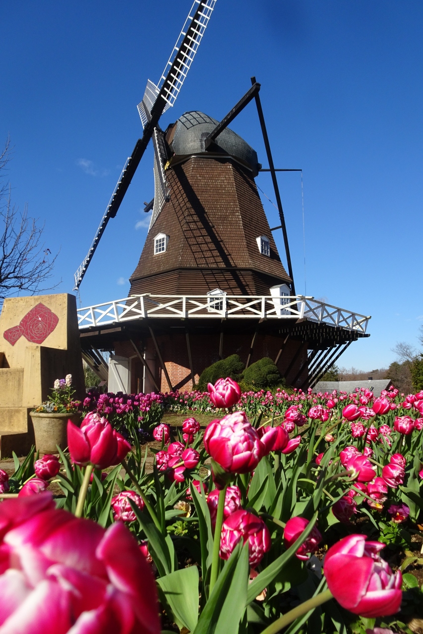 ふなばしアンデルセン公園 アイスチューリップ ２０２１ 船橋 習志野 千葉県 の旅行記 ブログ By Takeおじさん フォートラベル
