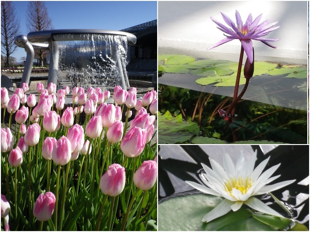 冬のチューリップ アイスチューリップ スイレン が観たくって 草津市立水生植物公園みずの森 草津 滋賀 滋賀県 の旅行記 ブログ By はんなりさん フォートラベル