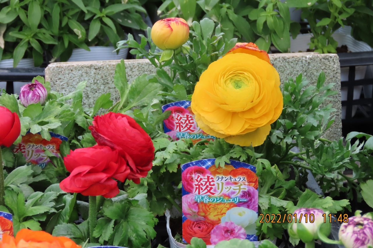 ガーデンセンターを訪問しました 埼玉県の旅行記 ブログ By Tsunetaさん フォートラベル