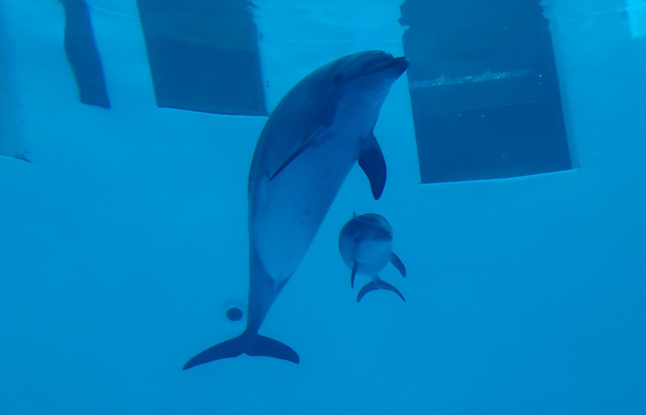 子連れ旅行in愛知 名古屋港水族館 セントレア フライト オブ ドリームズ 愛知県の旅行記 ブログ By くくるさん フォートラベル