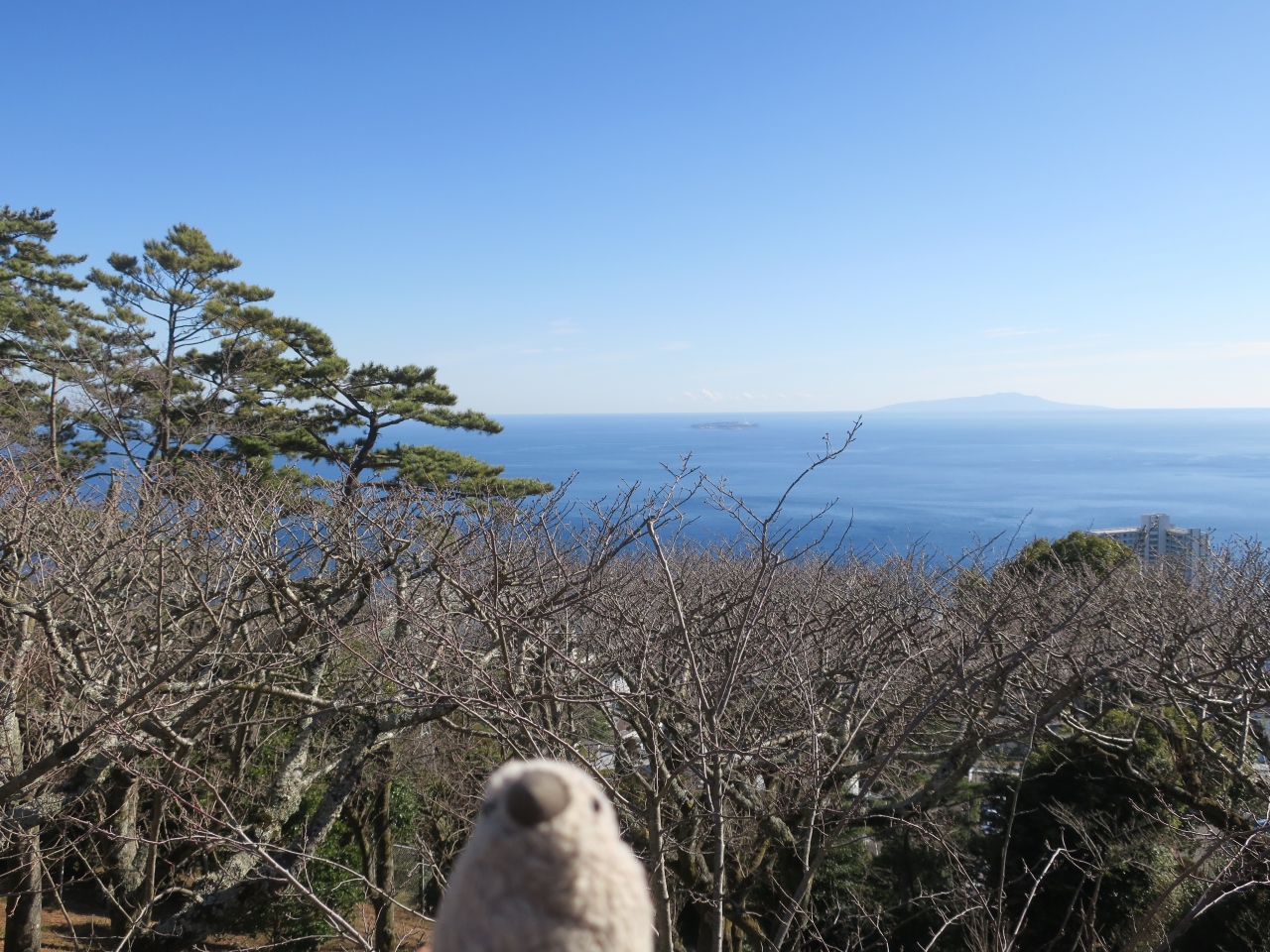 地域旅行割引でお得に行く熱海 伊東花見とグルメの旅withゴエモン 後編 伊東温泉 静岡県 の旅行記 ブログ By Goemonpさん フォートラベル