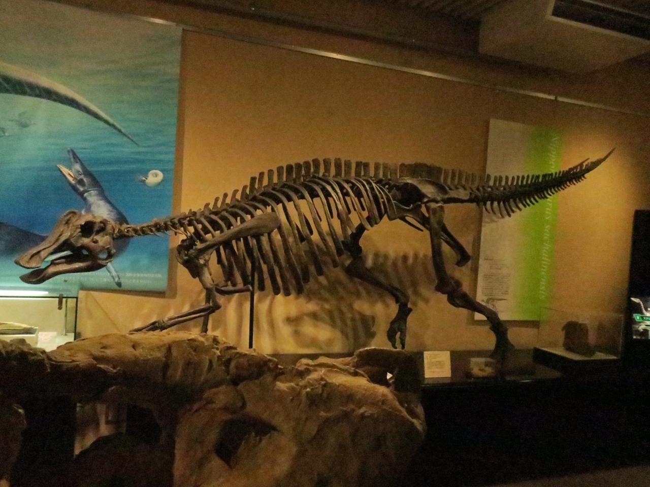 22 Jan 北海道大学総合博物館の恐竜化石を見て来ました 札幌 北海道 の旅行記 ブログ By Angelエンゲルさん フォートラベル