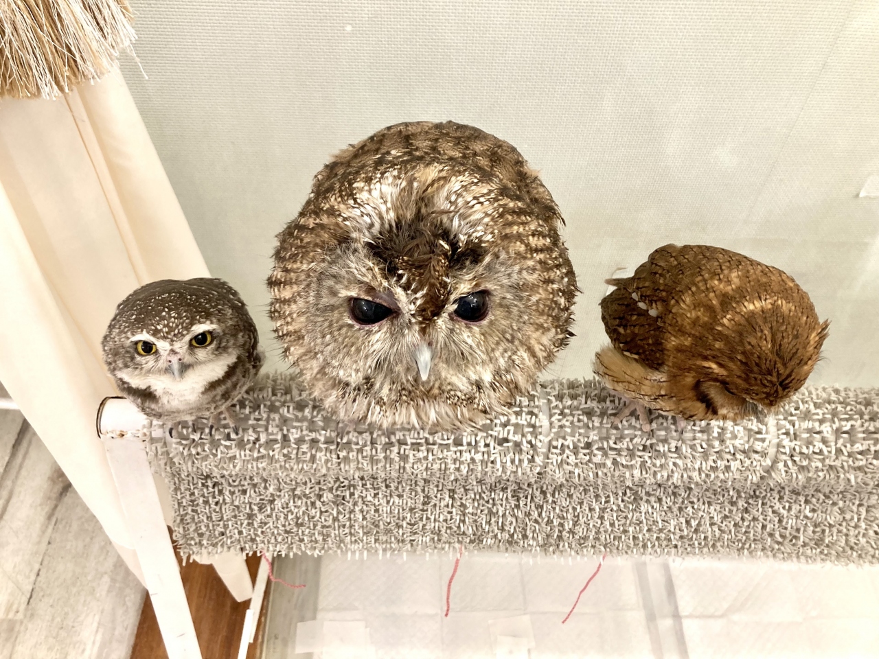 秋葉原でフクロウに癒され 幻の卵屋さん に出会う 秋葉原 東京 の旅行記 ブログ By Mugieさん フォートラベル