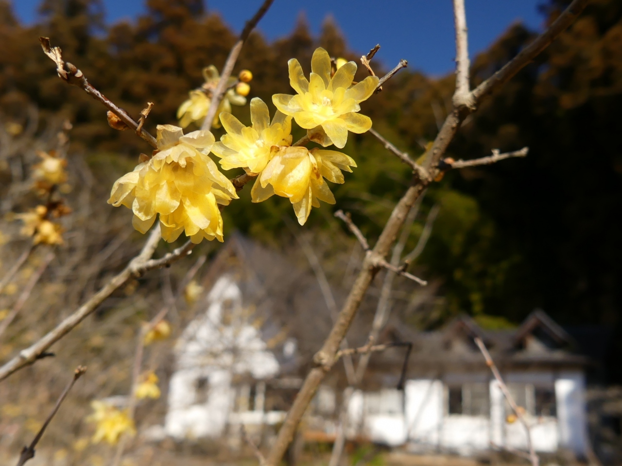 上永野蝋梅の里 のロウバイ 22 花は残ってますが 見頃は過ぎた印象です 栃木県 鹿沼市 鹿沼 栃木県 の旅行記 ブログ By Minamicazeさん フォートラベル