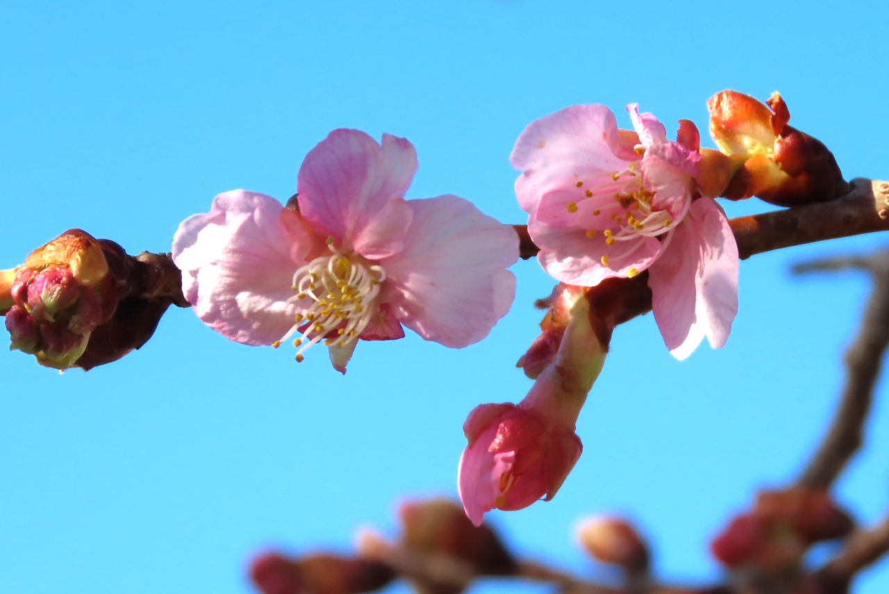やっと咲き始めた河津桜 埼玉県の旅行記 ブログ By Tsunetaさん フォートラベル