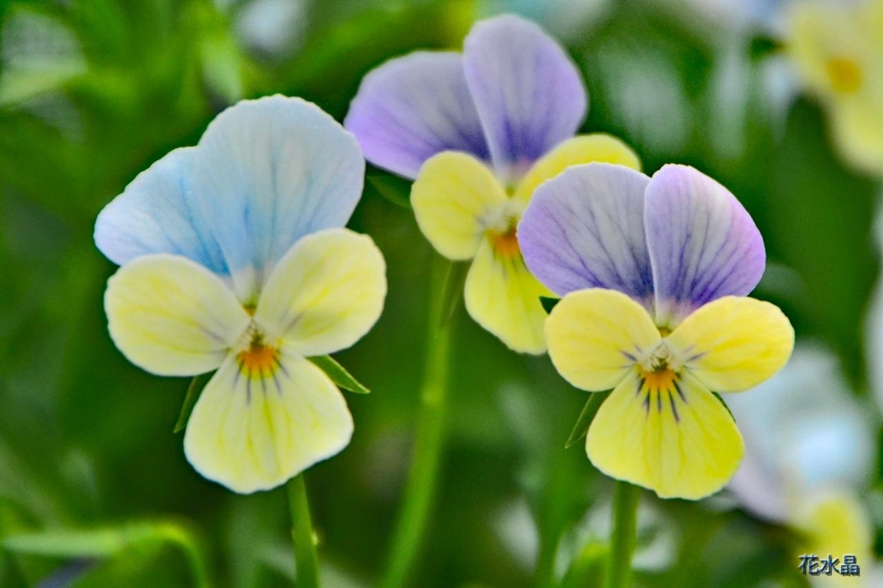 春を呼ぶ カラフルで可愛らしい パンジー ビオラの世界展22 可児 岐阜県 の旅行記 ブログ By 風に吹かれて旅人さん フォートラベル 春を呼ぶ カラフルで可愛らしい パンジー ビオラの世界展22 可児 岐阜県 の旅行記 ブログ By 風に吹かれて旅人さん フォートラベル