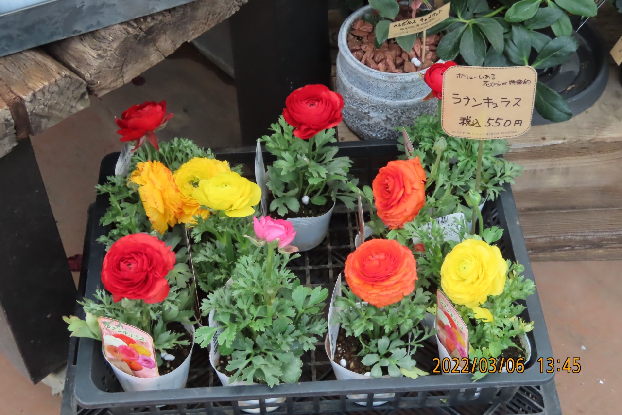 池袋西武百貨店9階にある 食と緑の空中庭園 を訪問 Cototreehibiyakadanに入る 池袋 東京 の旅行記 ブログ By Tsunetaさん フォートラベル