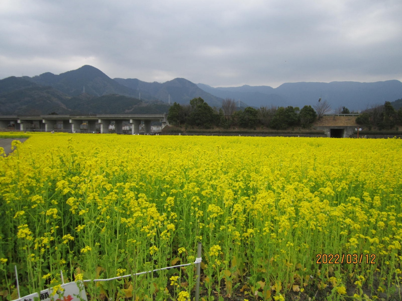 街歩き24 菜の花畑と中華 松山 愛媛県 の旅行記 ブログ By はっぴいえんどさん フォートラベル