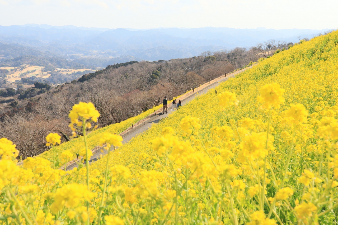 大斜面の菜の花 マザー牧場 千葉県の旅行記 ブログ By Oakatさん フォートラベル