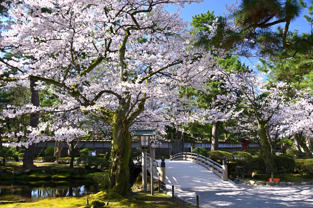 19さくらの名所を巡る旅 北陸編 ３ 四季の風情を映し出す名園 兼六園回遊 金沢 石川県 の旅行記 ブログ By 葵さん フォートラベル