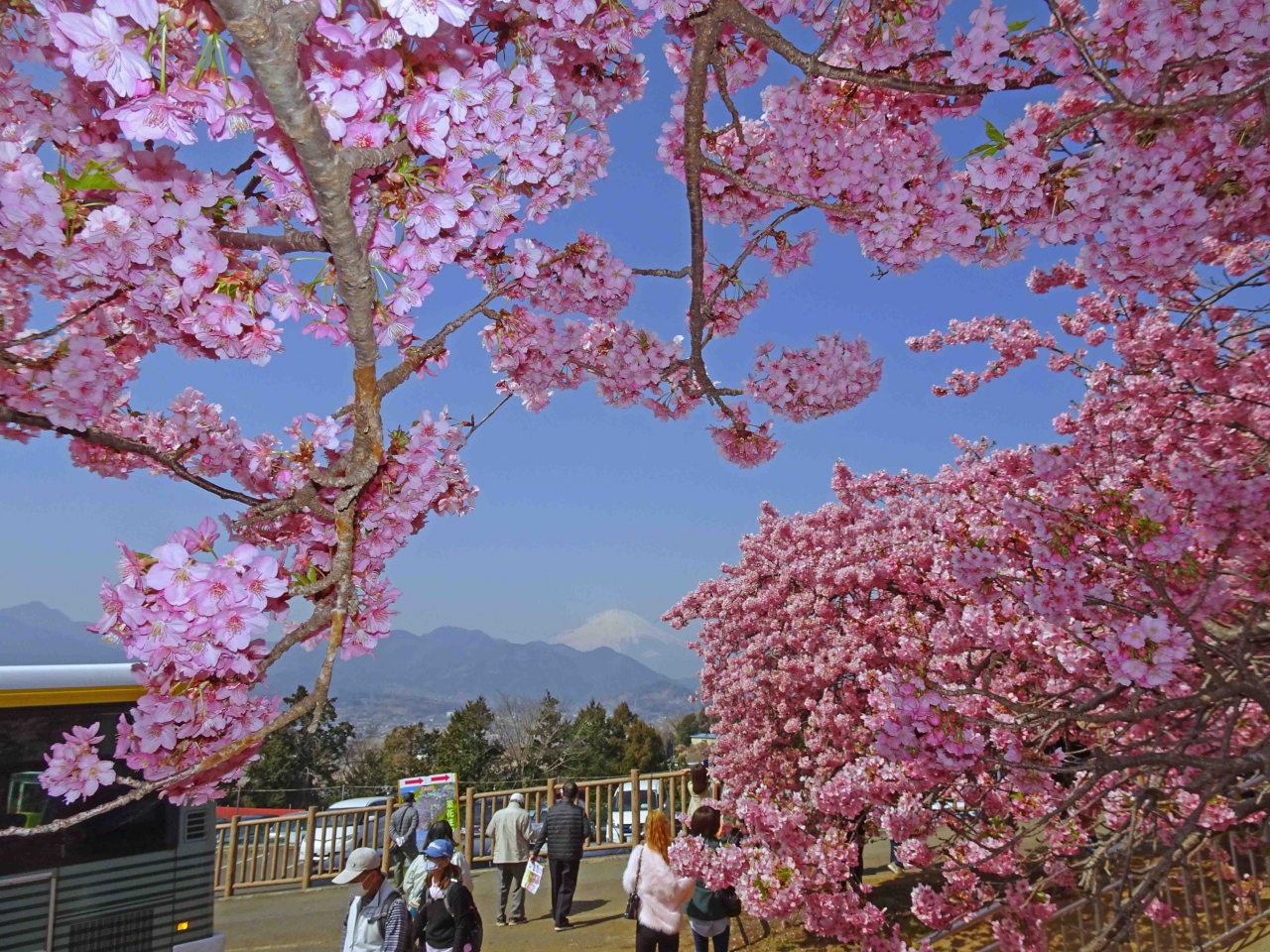 大井松田 ハーブガーデン 西平畑公園の桜 神奈川県の旅行記 ブログ By Kちゃんさん フォートラベル