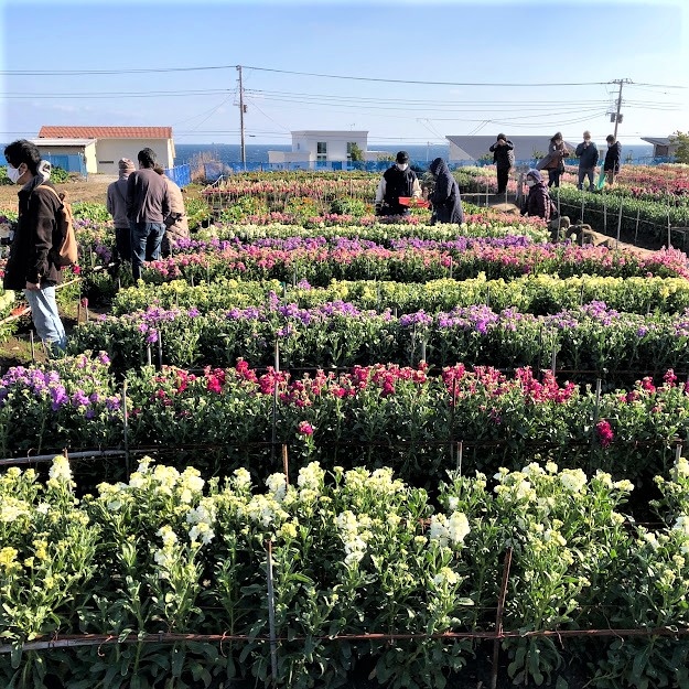 ふらっとドライブ 一足先に春を感じに 房総半島へ花摘み 千倉 千葉県 の旅行記 ブログ By Sisyphusさん フォートラベル