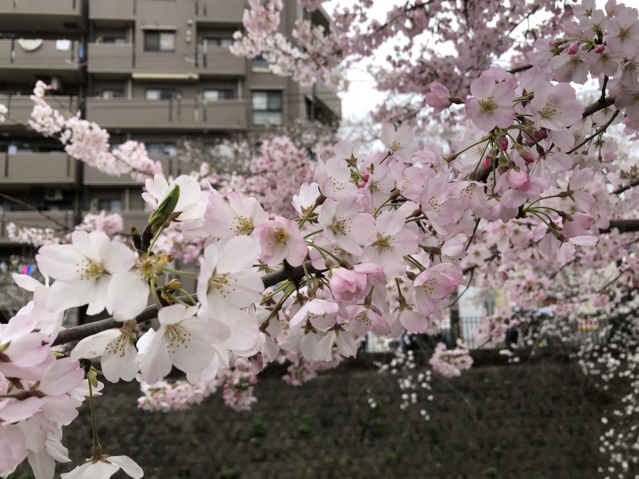 さくら咲く大岡川 横浜 弘明寺をぶらり 東神奈川 保土ヶ谷 弘明寺 神奈川県 の旅行記 ブログ By ぶどう畑さん フォートラベル