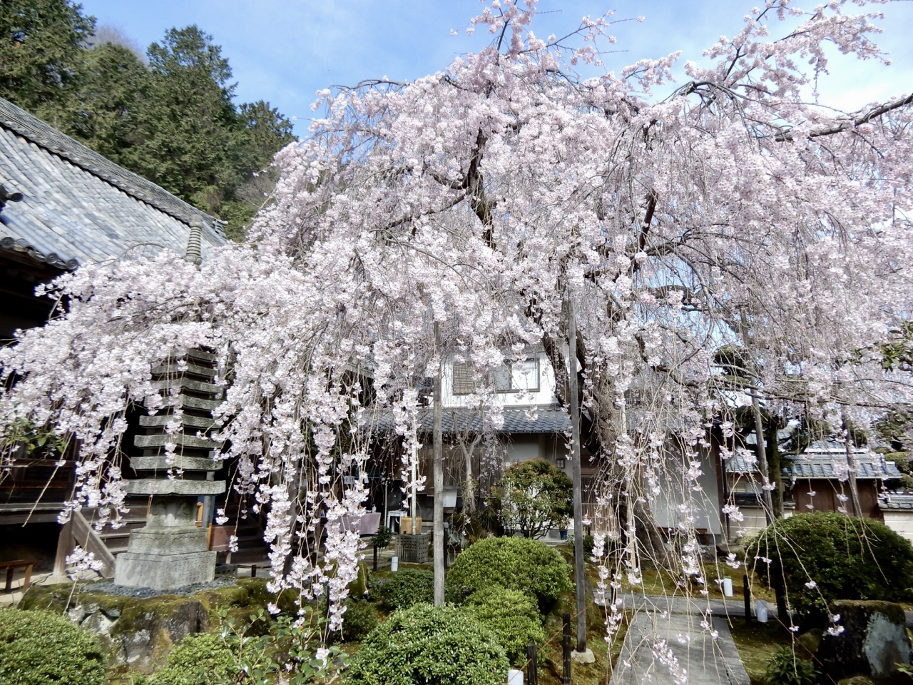 小さなお寺にある大きな垂れ桜 専称寺 二上山の眺めが美しいカフェレストラン 木伊 でモーニング 御所 葛城 奈良県 の旅行記 ブログ By 豚のしっぽさん フォートラベル