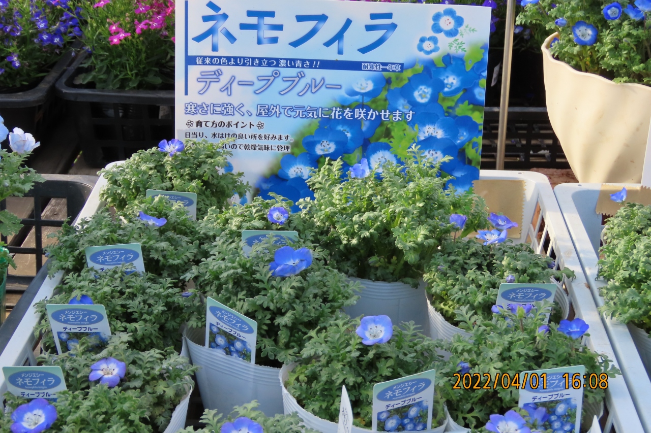 ガーデンセンターを訪問しました 埼玉県の旅行記 ブログ By Tsunetaさん フォートラベル