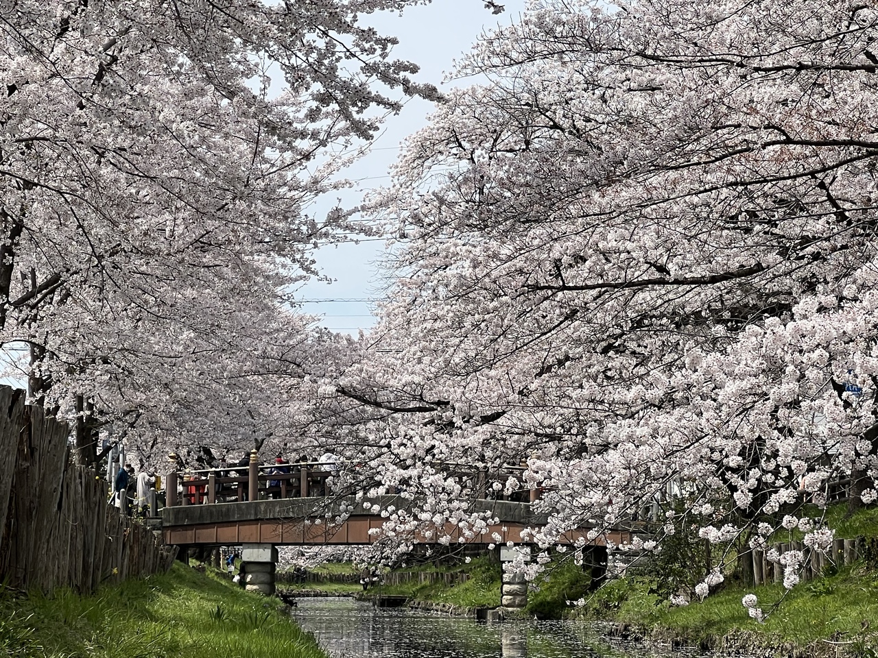 22 春のお花見は川越 新河岸川へ 川越 埼玉県 の旅行記 ブログ By Uni Mamaさん フォートラベル