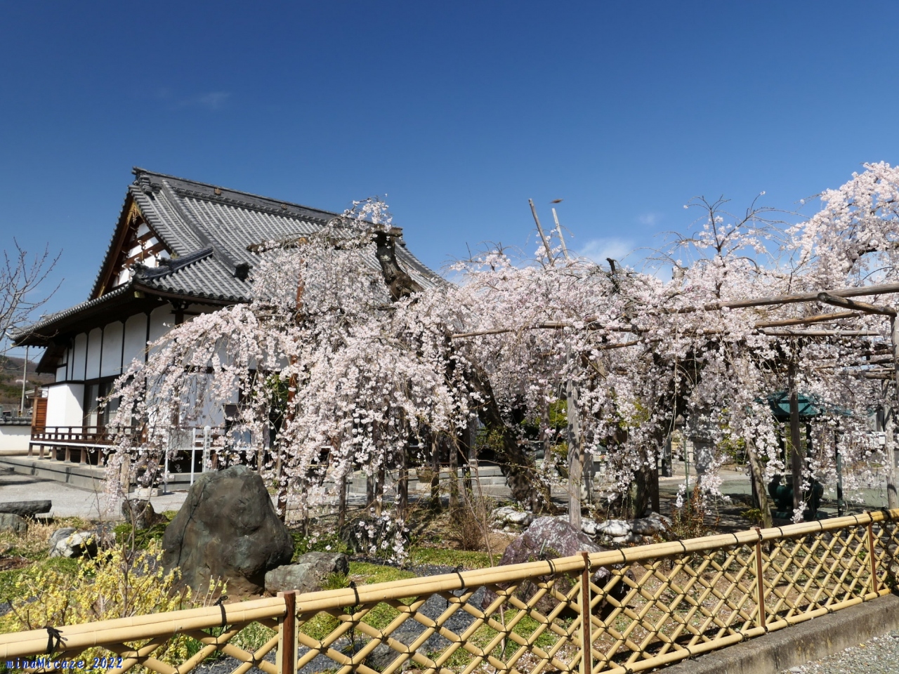 西光院 の枝垂れ桜 22 見頃が続いていました 栃木県 佐野市 佐野 栃木県 の旅行記 ブログ By Minamicazeさん フォートラベル