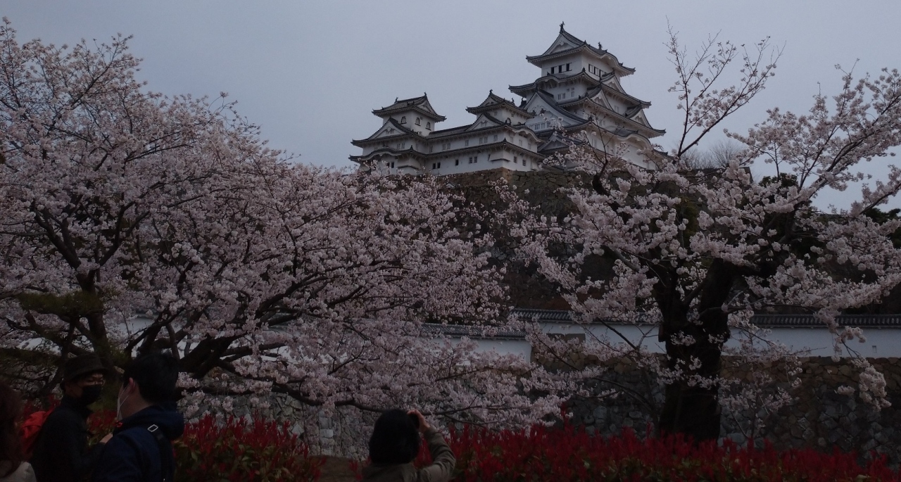 姫路城の桜を満喫 姫路 兵庫県 の旅行記 ブログ By カズチャンさん フォートラベル 姫路城の桜を満喫 姫路 兵庫県 の旅行記 ブログ By カズチャンさん フォートラベル