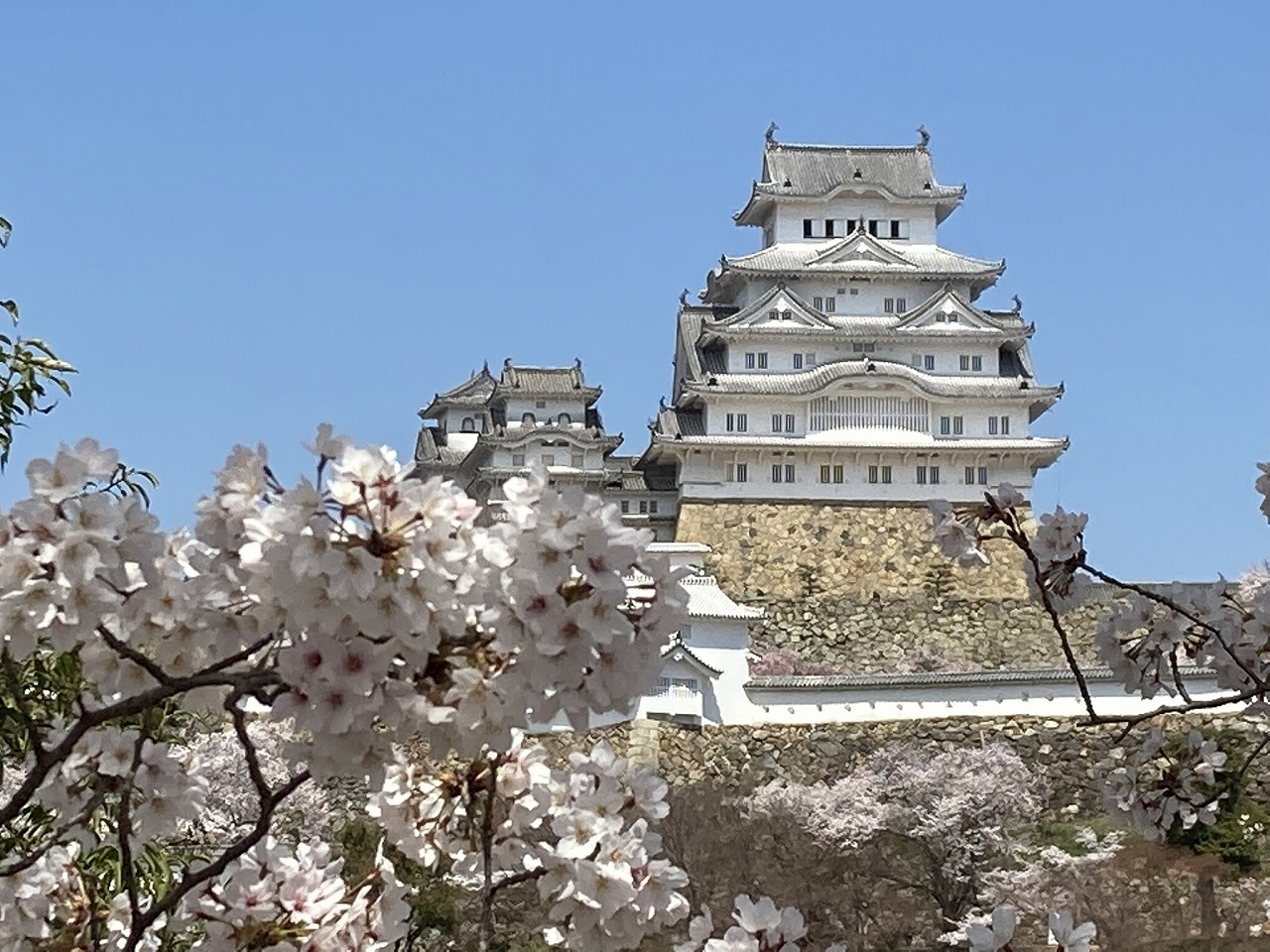 姫路城のお花見 姫路 兵庫県 の旅行記 ブログ By 旅好き長さんさん フォートラベル