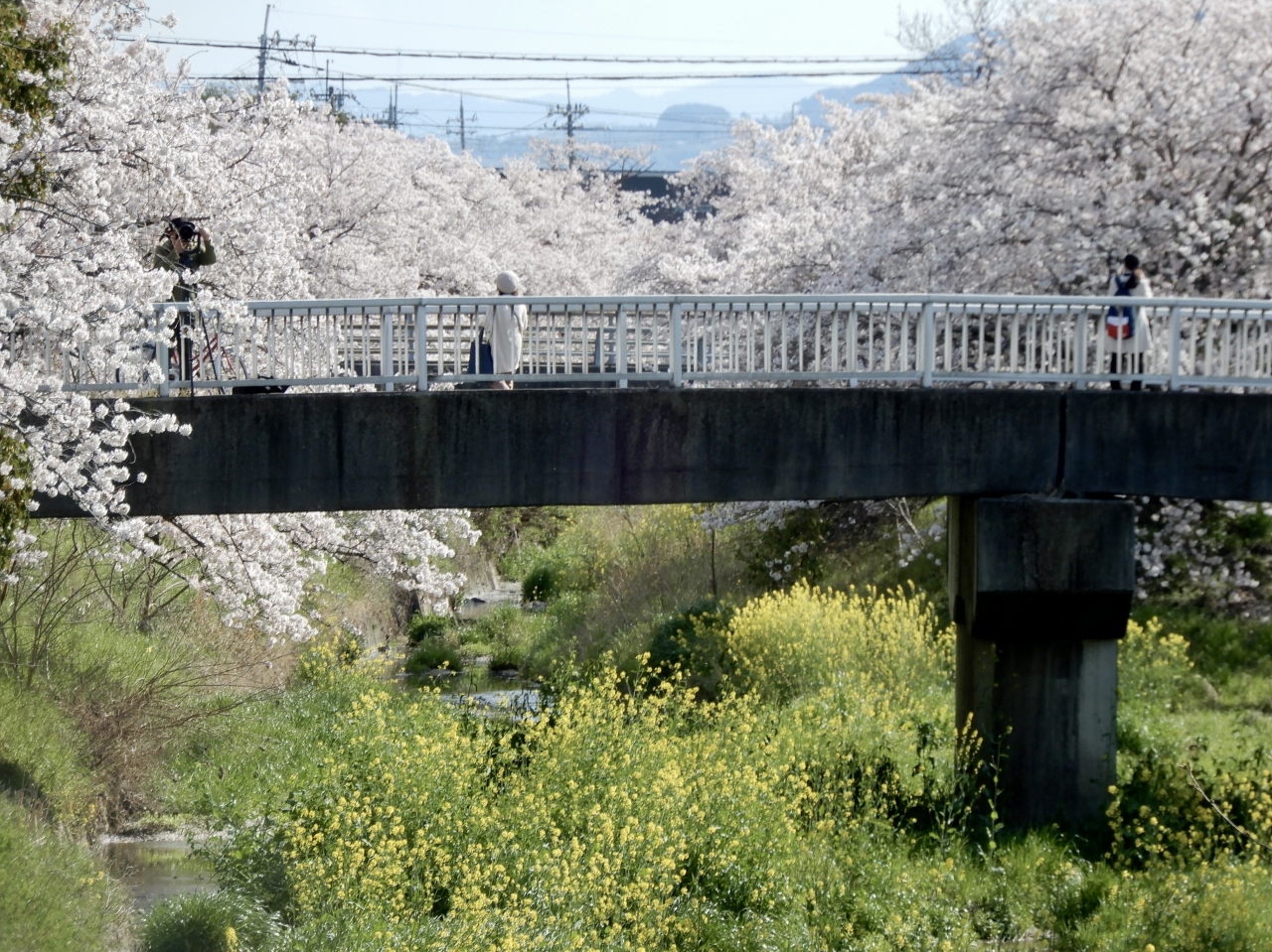 奈良県 高田の千本桜 桜んぽ 香芝 王寺 大和高田 奈良県 の旅行記 ブログ By 豚のしっぽさん フォートラベル