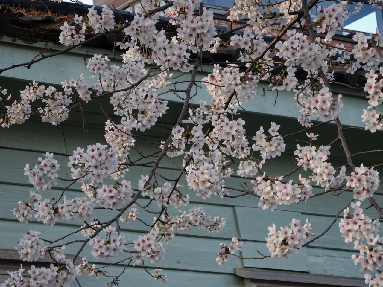 七つボタンは桜に錨 宇治 京都 の旅行記 ブログ By Koumeさん フォートラベル