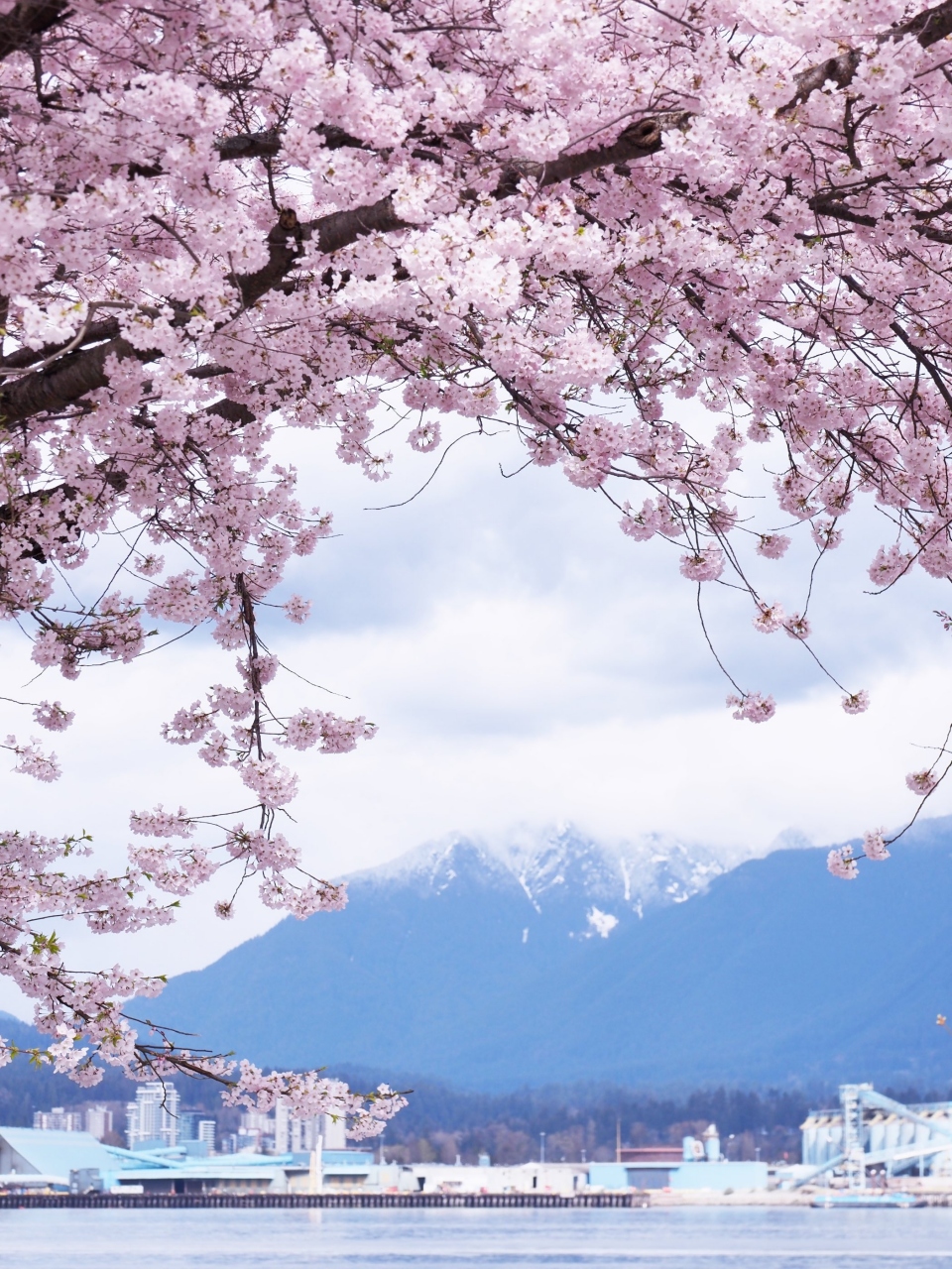 スタンレーパークの桜を歩く バンクーバー カナダ の旅行記 ブログ By Ellieさん フォートラベル スタンレーパークの桜を歩く バンクーバー カナダ の旅行記 ブログ By Ellieさん フォートラベル