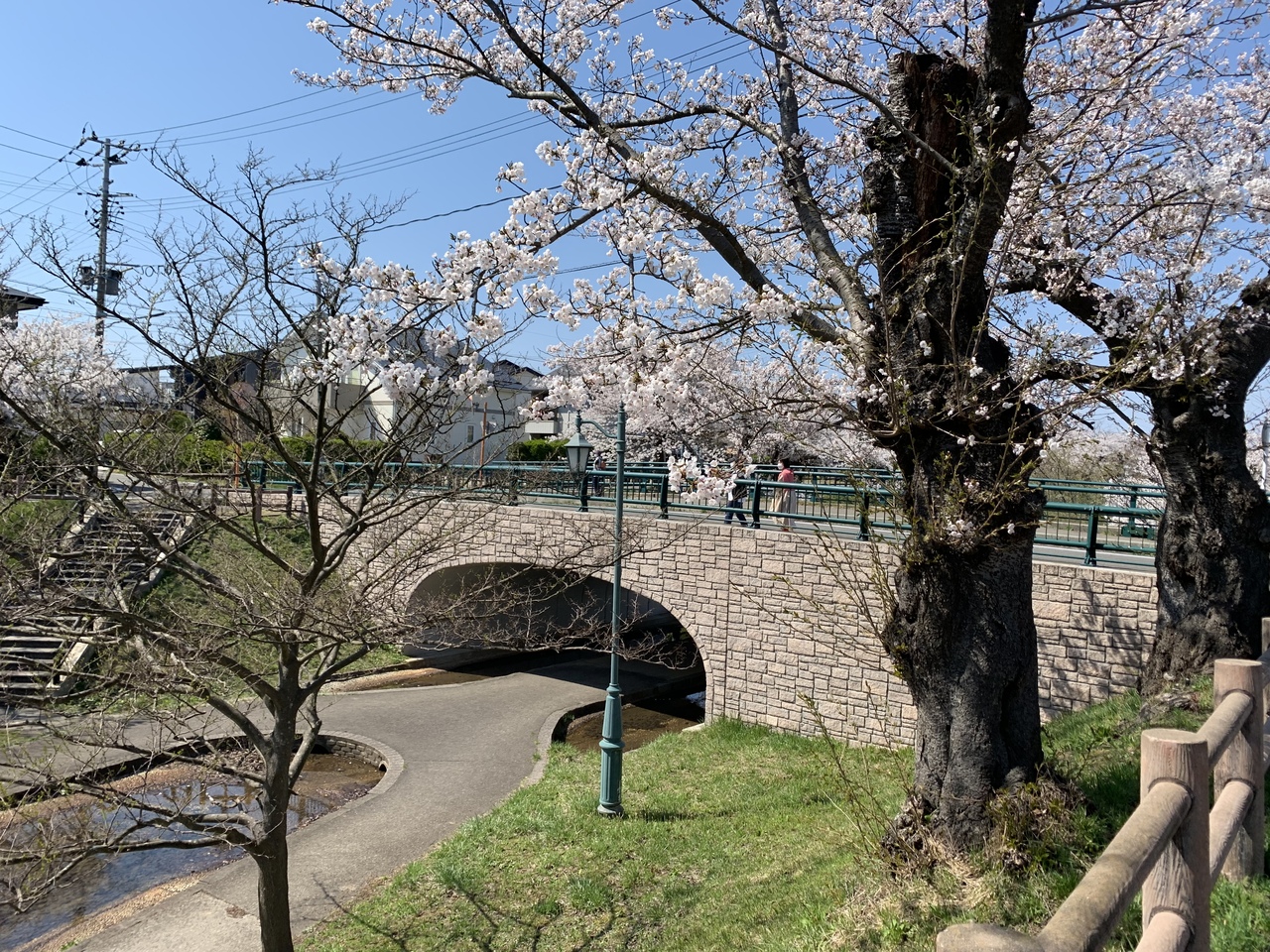 秋田市内の桜の名所 あらやさくら公園に行く 秋田市 秋田県 の旅行記 ブログ By はたさん フォートラベル