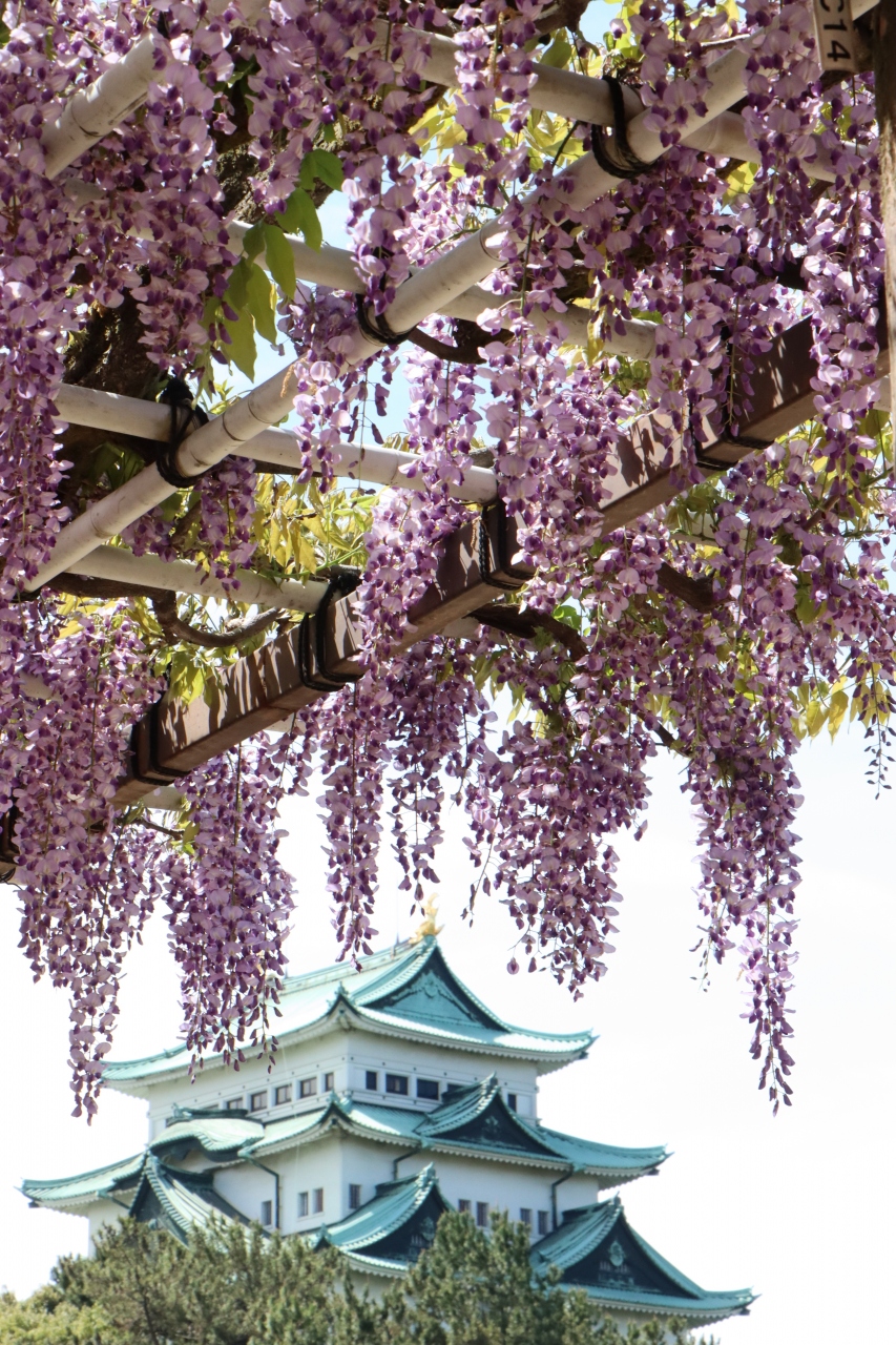 さぁ 大変 もう名城公園で藤の花が満開ですって これは行かなくちゃ 名古屋 愛知県 の旅行記 ブログ By みちるさん フォートラベル さぁ 大変 もう名城公園で藤の花が満開ですって これは行かなくちゃ 名古屋 愛知県 の旅行記 ブログ By みちるさん フォートラベル