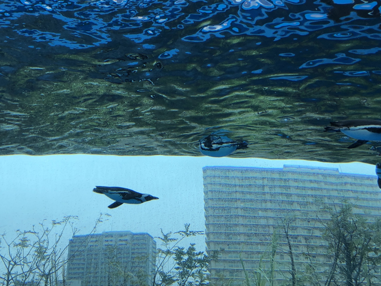 サンシャイン水族館とポケモンセンター池袋 池袋 東京 の旅行記 ブログ By ゆみこ さん フォートラベル