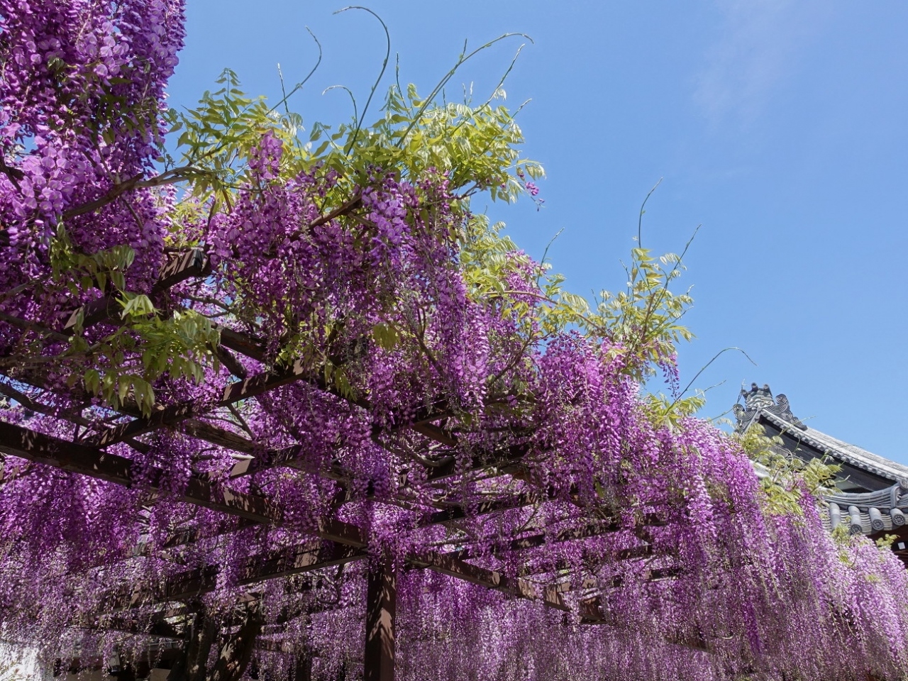 2022年4月・京阪奈仏像と花巡り その1~葛井寺の藤と古墳を歩く藤井寺