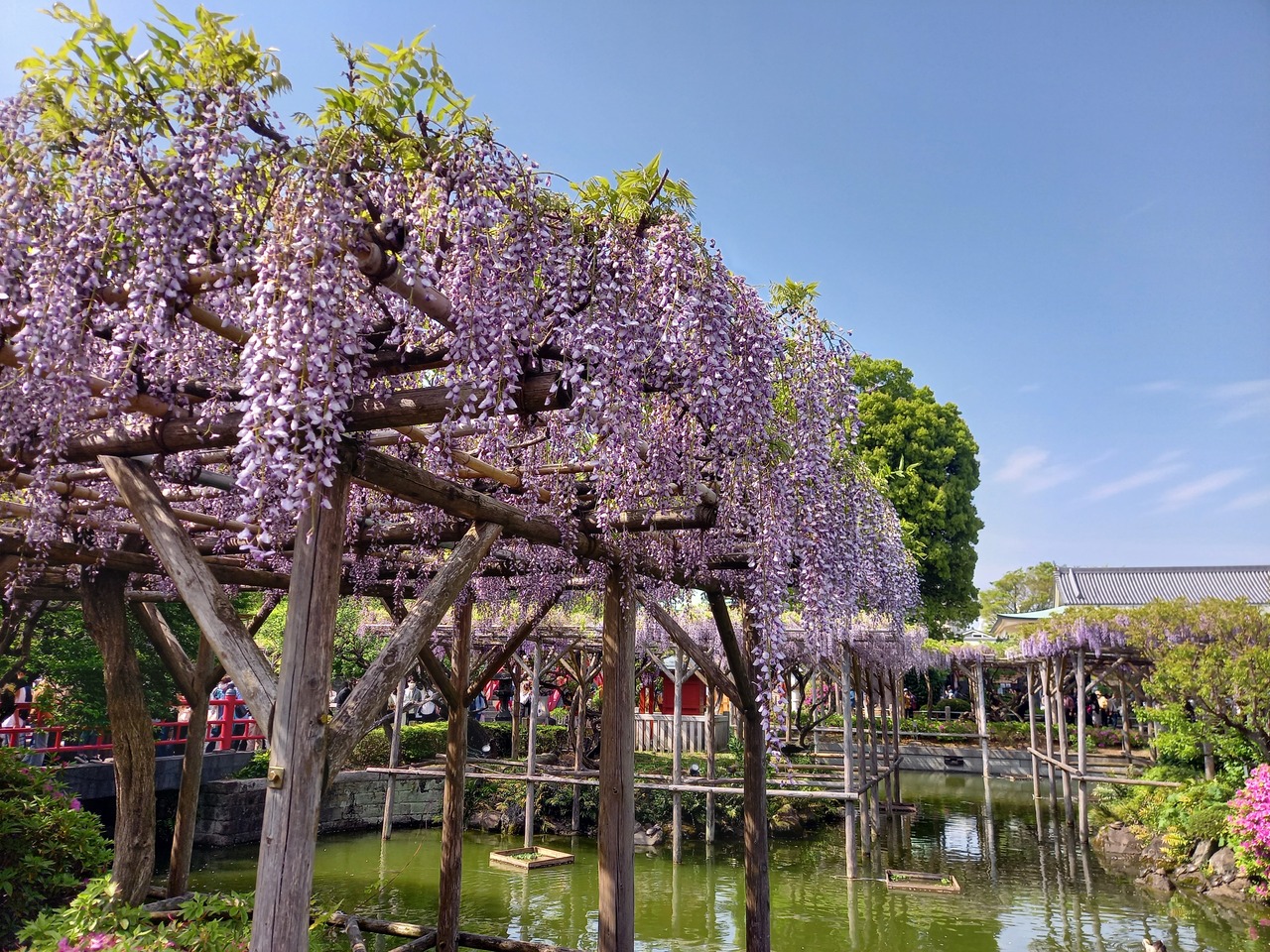 東京散歩 亀戸天神の藤がきれいでした 亀戸 東京 の旅行記 ブログ By きつねうどんさん フォートラベル