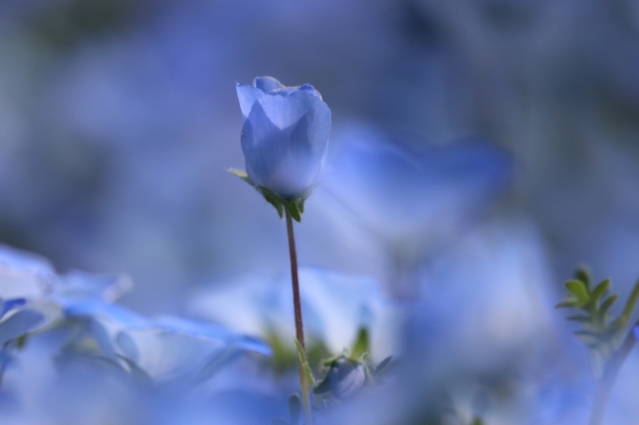 青の妖精に会いに 愛知牧場でネモフィラとどうぶつ広場 松平の春の花 尾張旭 日進 愛知県 の旅行記 ブログ By みちるさん フォートラベル