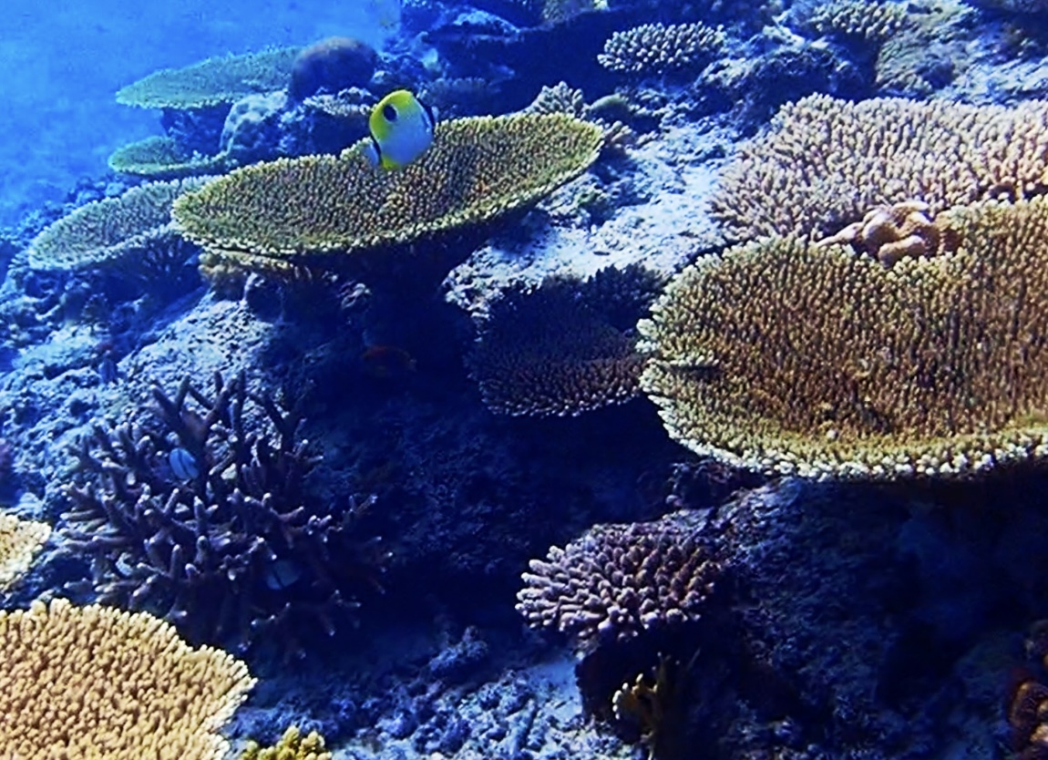 タイさんの沖縄の旅日目 21 10 24 座間味島日目 テーブルサンゴと魚達 嘉比裏 慶良間諸島 沖縄県 の旅行記 ブログ By タイさん フォートラベル