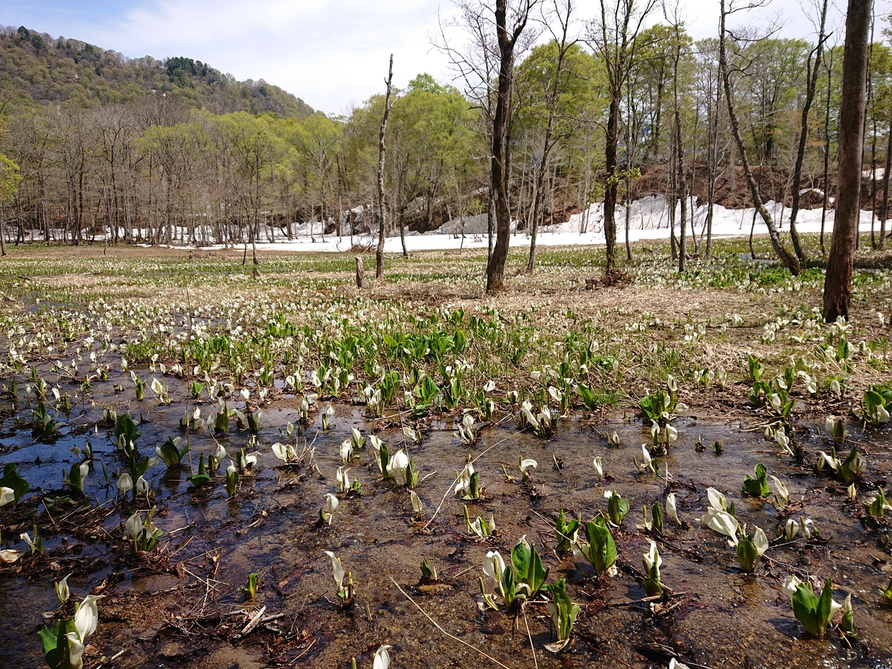 長野市の秘境 奥裾花自然園 の水芭蕉大群落 戸隠 鬼無里 長野県 の旅行記 ブログ By わんこさん フォートラベル 長野市の秘境 奥裾花自然園 の水芭蕉大群落 戸隠 鬼無里 長野県 の旅行記 ブログ By わんこさん フォートラベル
