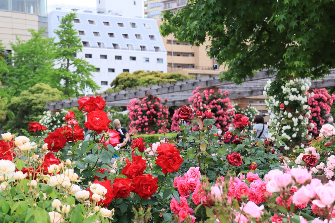 港の見える丘公園 山下公園 バラが見頃です 横浜 神奈川県 の旅行記 ブログ By Oakatさん フォートラベル 港の見える丘公園 山下公園 バラが見頃です 横浜 神奈川県 の旅行記 ブログ By Oakatさん フォートラベル