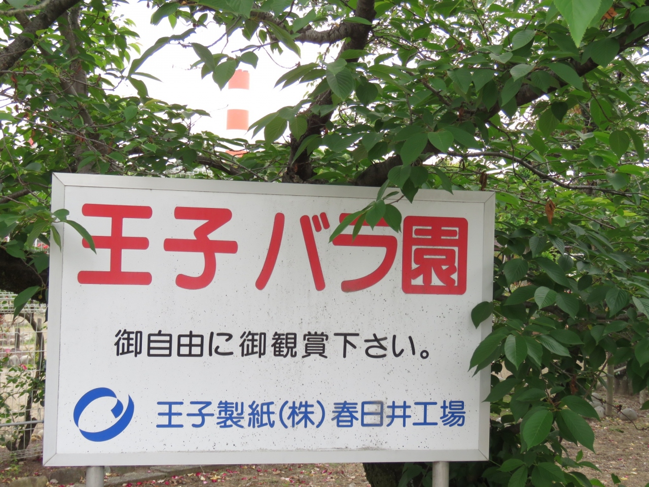 春日井王子製紙バラ園 身近なお散歩15 春日井 愛知県 の旅行記 ブログ By てらぴ さん フォートラベル