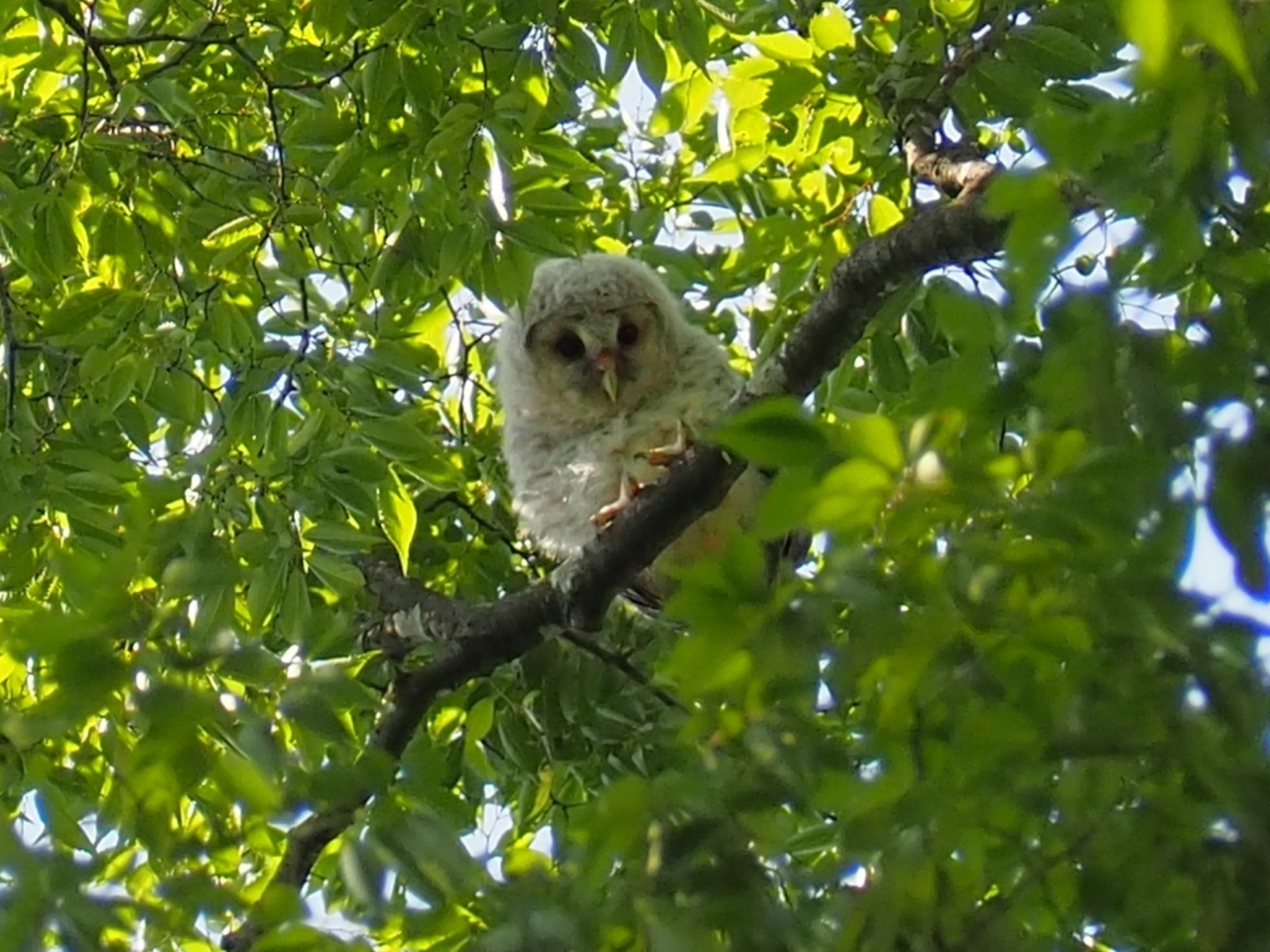 フクロウが住む野木神社へ 今年は可愛いヒナが見られました 小山 栃木県 の旅行記 ブログ By かおニャンさん フォートラベル フクロウが住む野木神社へ 今年は可愛いヒナが見られました 小山 栃木県 の旅行記 ブログ By かおニャンさん フォートラベル