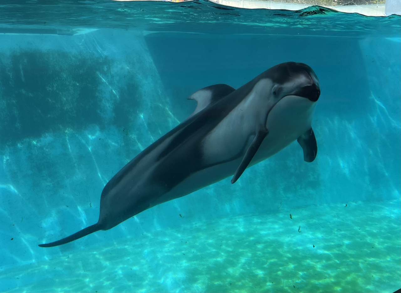 フリーきっぷでお得に行く お祭りでにぎわう下田まち歩きと水族館 下田 静岡県 の旅行記 ブログ By 雲のすけさん フォートラベル