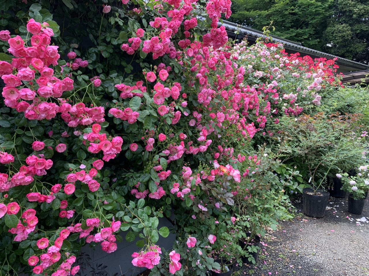 茨城のバラ園を巡る つくば 茨城県 の旅行記 ブログ By マリオットさん フォートラベル 茨城のバラ園を巡る つくば 茨城県 の旅行記 ブログ By マリオットさん フォートラベル