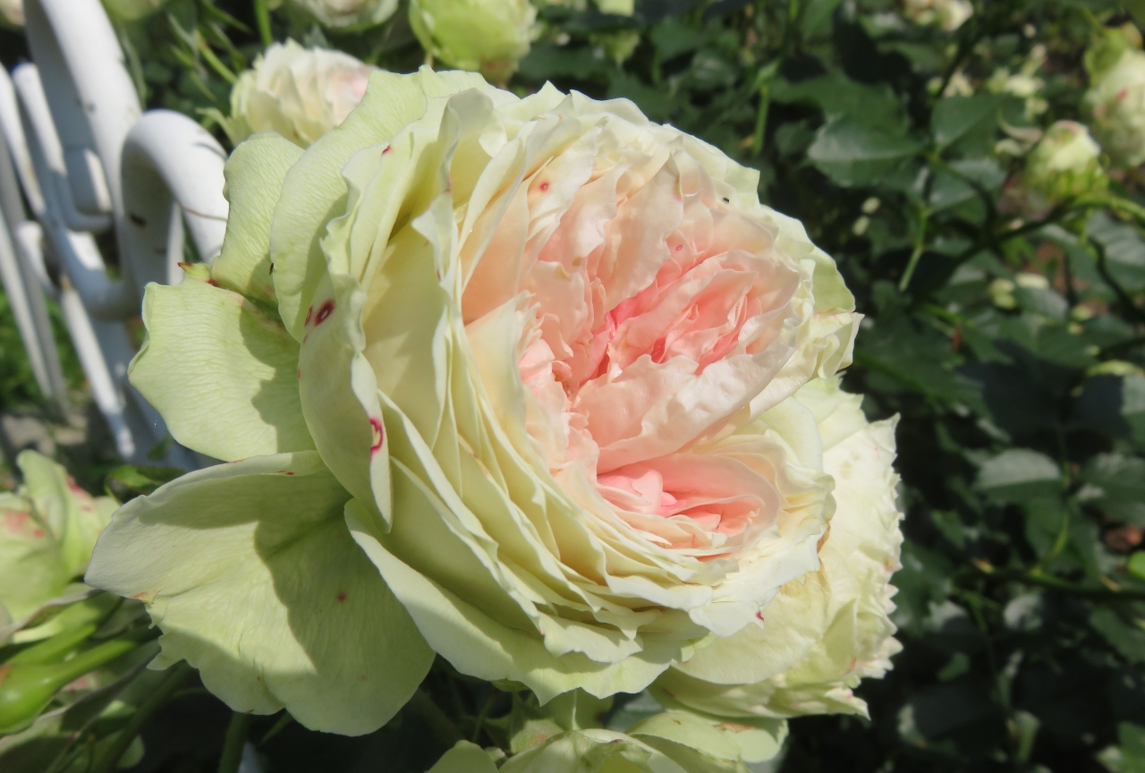 22春 鶴舞公園のバラと菖蒲 3 5 5月22日 3 聖火 パシュミナ サハラ98 ラバグルート ゴールド メダル 鶴舞 堀田 愛知県 の旅行記 ブログ By 旅人のくまさんさん フォートラベル