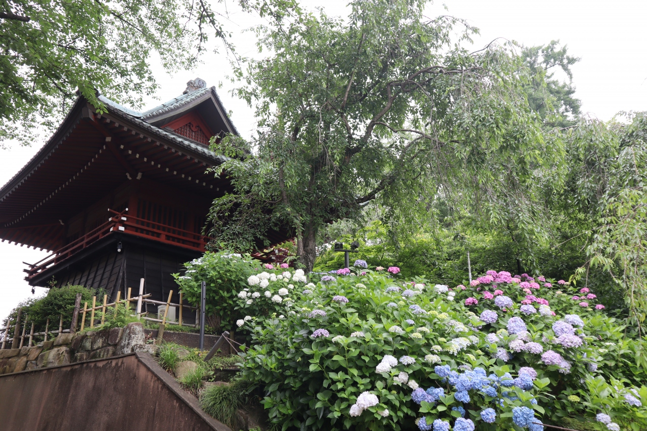 本土寺は紫陽花と花菖蒲が満開 松戸 千葉県 の旅行記 ブログ By マダムkさん フォートラベル