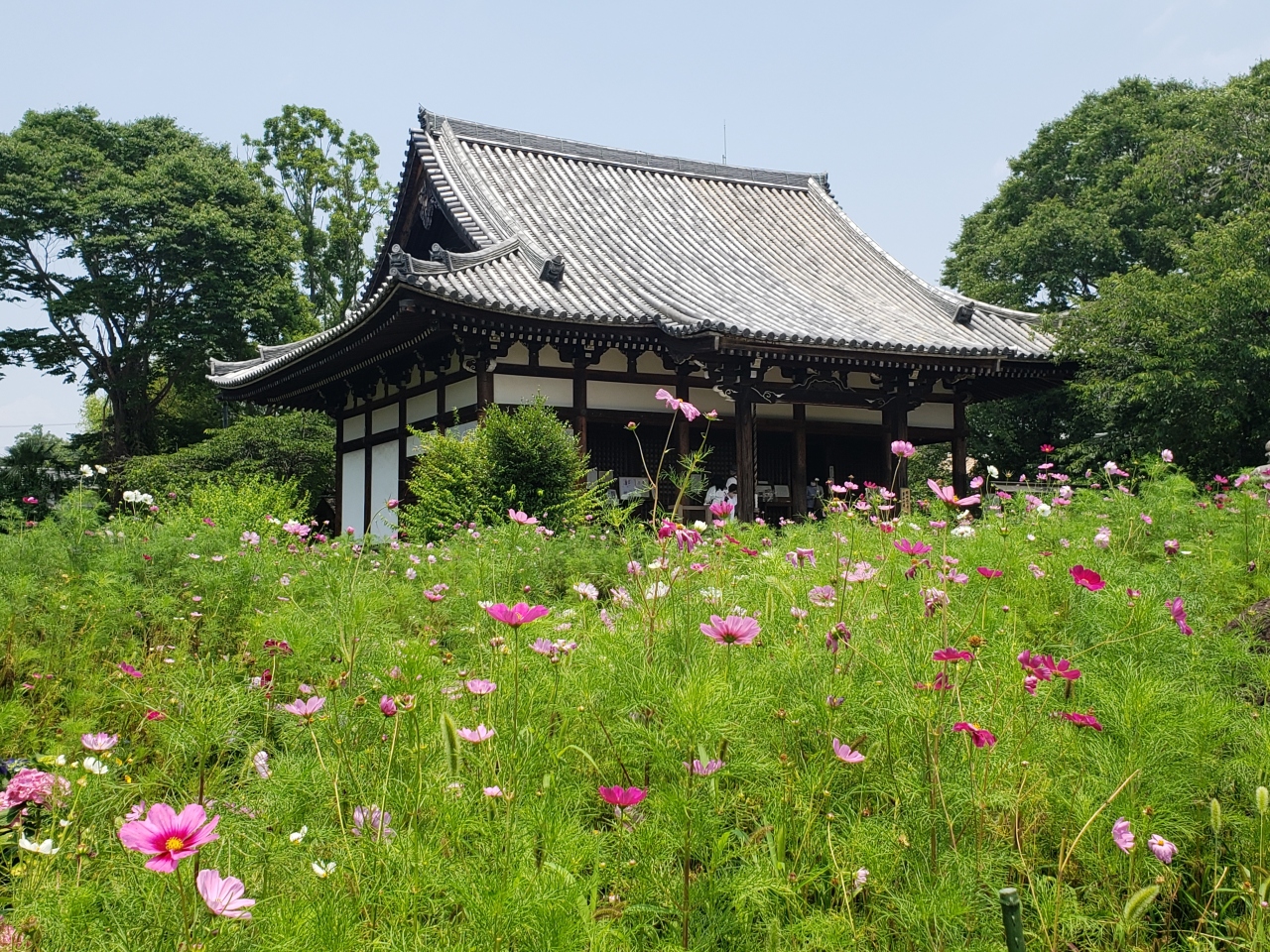 母と行く梅雨の晴れ間の般若寺 紫陽花ボウルは やっぱり素敵 奈良市 奈良県 の旅行記 ブログ By ガブリエラさん フォートラベル