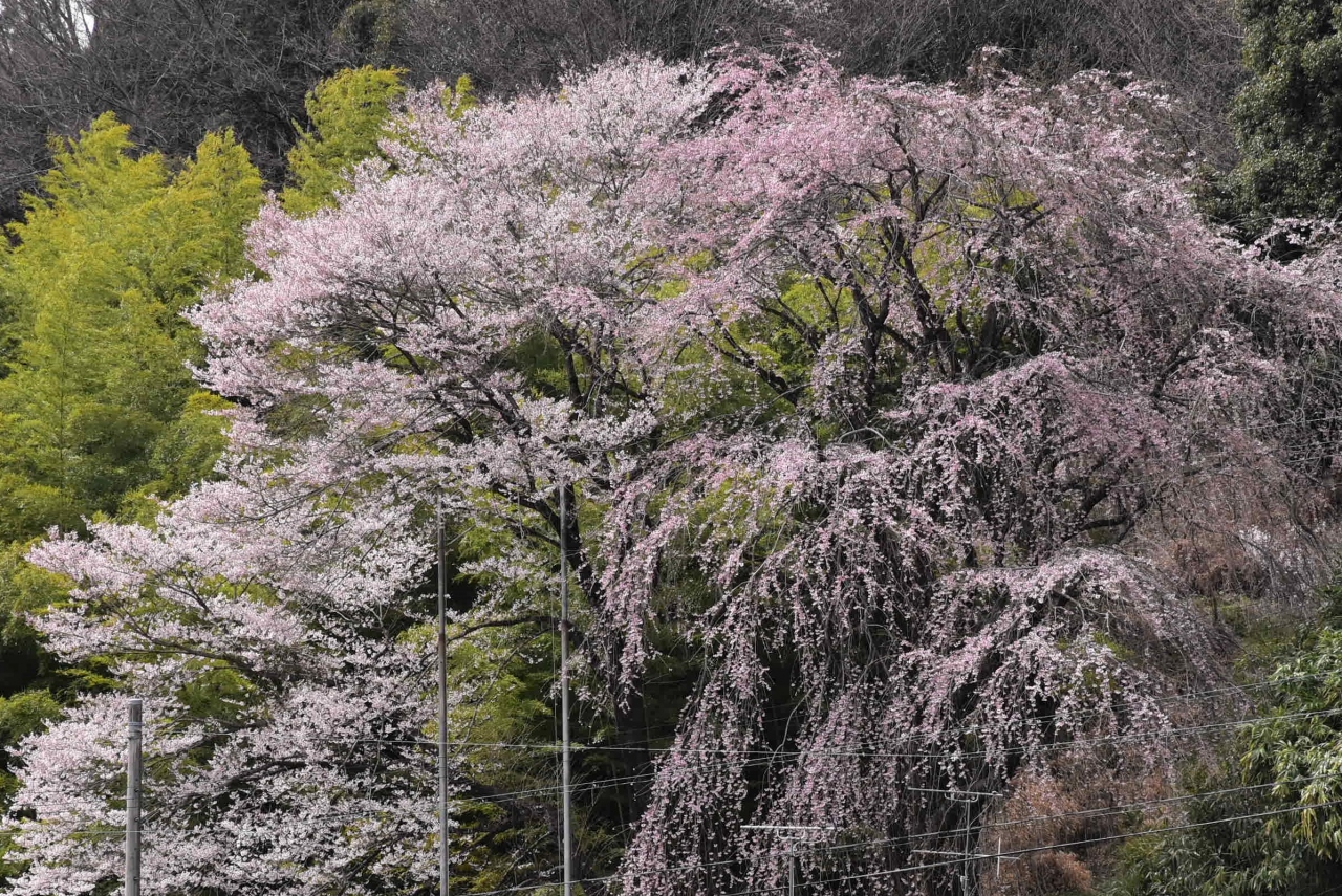 飯田市に咲き誇る名桜と河岸段丘を潤す用水路2022～鉄道と徒歩でまわる旅～（長野）