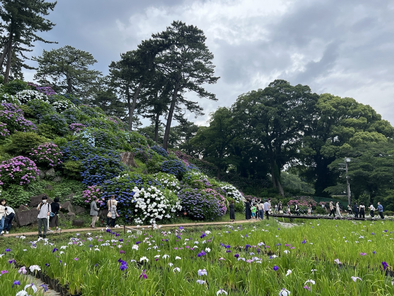小田原城あじさい 花菖蒲まつりに行ってきました 小田原 神奈川県 の旅行記 ブログ By すけさん フォートラベル