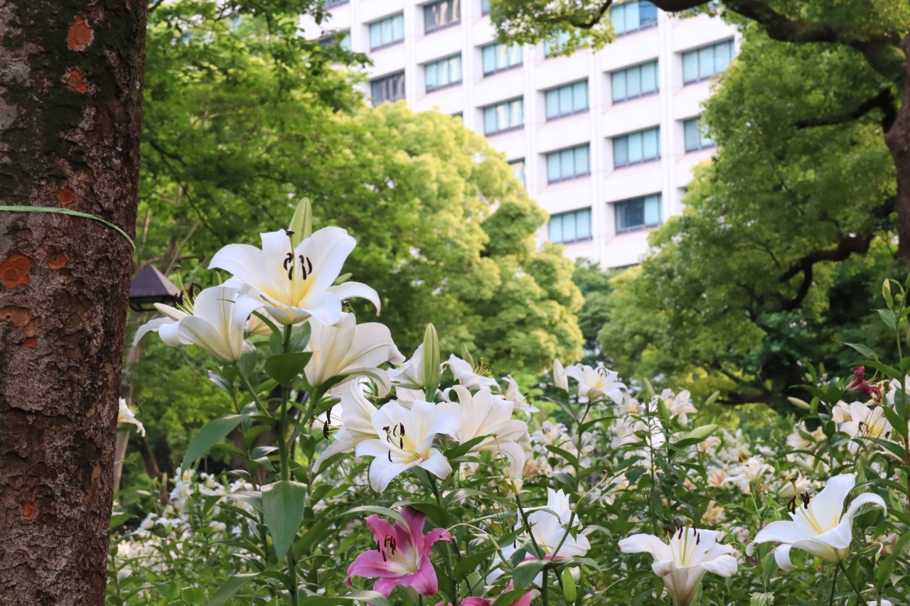 日比谷公園にユリ香る 銀座 有楽町 日比谷 東京 の旅行記 ブログ By Oakatさん フォートラベル