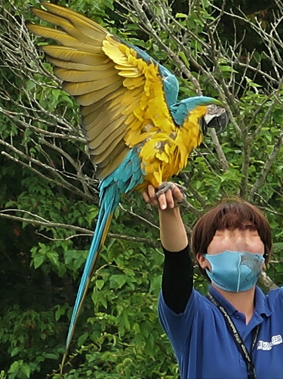 3周年記念イベントが ステンドグラス コンゴウインコ Macaw A LLサイズ