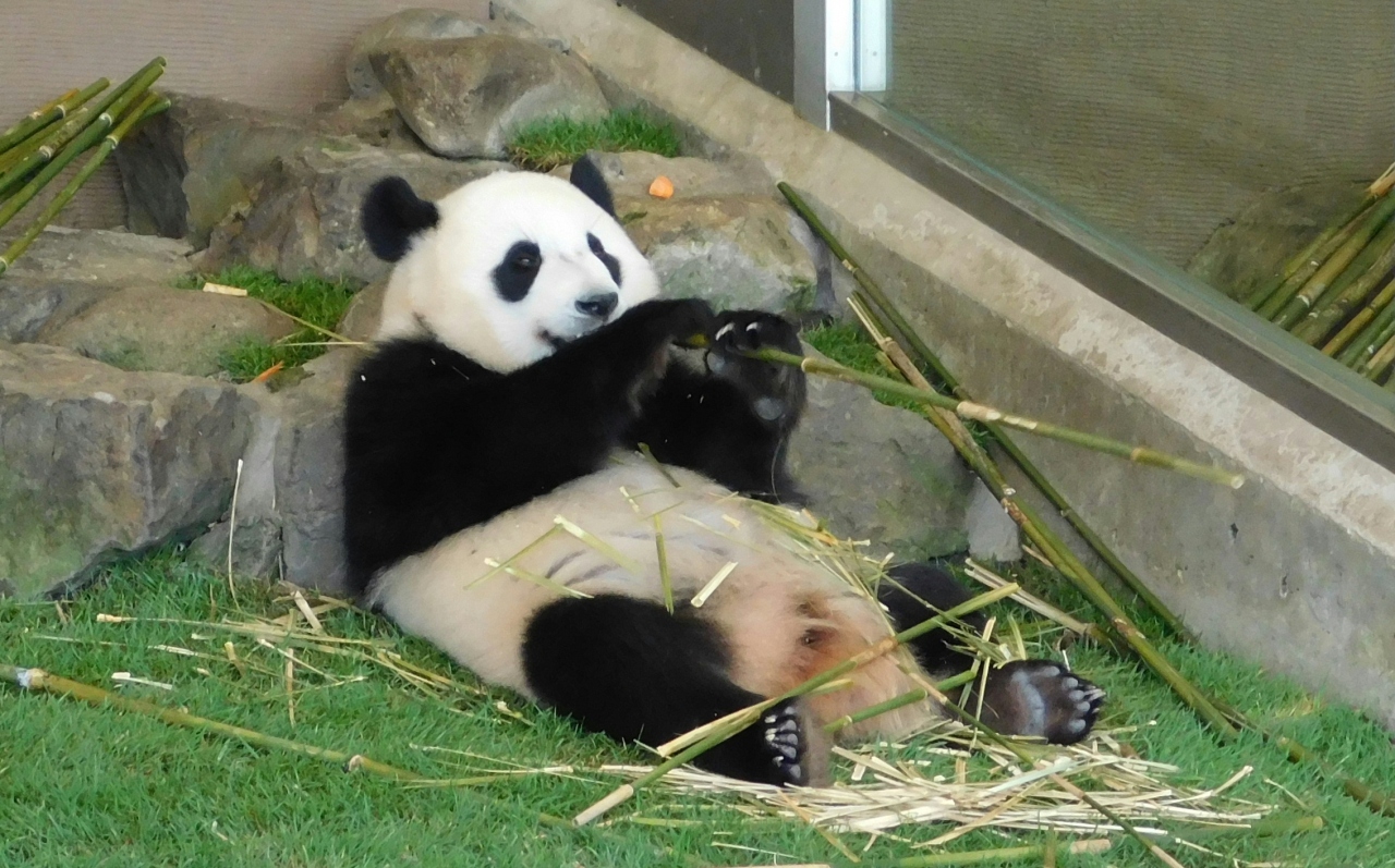 22年 令和4年6月 南紀白浜アドベンチャーワールドに行って来ました 南紀白浜 和歌山県 の旅行記 ブログ By Higashimachiさん フォートラベル